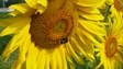 Girasole